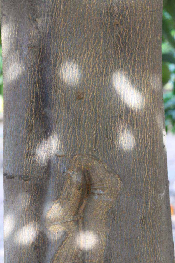              Bark (Riverside, CA)       